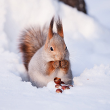 Préserver la tranquillité des animaux en hiver